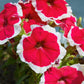 50 PICOTEE MIX PETUNIA Multiflora Mixed Colors Bicolor White Blue Purple Pink Red Flower Seeds