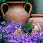 1000 TUSSOCK BELLFLOWER (Carpathian Bellflower) Campanula Carpatica Flower Seeds
