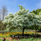 3 FRINGE TREE Chionanthus Virginicus Old Man's Beard White Flower Seeds