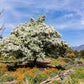 3 FRINGE TREE Chionanthus Virginicus Old Man's Beard White Flower Seeds