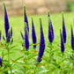 200 BLUE BOUQUET VERONICA Spicata Spike Speedwell Herb Flower Seeds