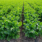 1000 TALL UTAH CELERY Apium Graveolens Dulce Vegetable Seeds
