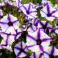 100 STAR MIX PETUNIA Mixed Colors Petunia Violacea Flower Seeds Red Blue Purple