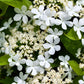 20 AMERICAN HIGHBUSH CRANBERRY Viburnum Trilobum Red Fruit White Flower Shrub Seeds