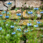 150 NIGELLA Sativa BLACK CUMIN Spice Black Caraway Fennel Flower Herb Seeds