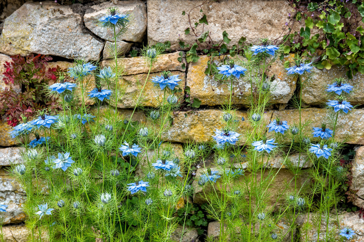 150 NIGELLA Sativa BLACK CUMIN Spice Black Caraway Fennel Flower Herb Seeds