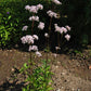 250 VALERIAN (Garden Heliotrope / Heal All) Valeriana Officinalis Herb Flower Seeds