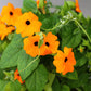 30 BLACK Eyed SUSAN VINE Thunbergia Alata Orange Yellow Black Flower Seeds