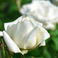 5 WHITE ROSE Rosa Bush Shrub Perennial Flower Seeds
