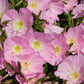 1000 Showy PINK EVENING PRIMROSE (Pink Ladies / Mexican Evening) Oenothera Speciosa Flower Seeds