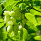 5 AMERICAN BLADDERNUT Tree Staphylea Trifolia Shrub Green Pod White Flower Seeds