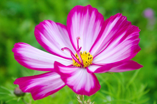 300 CANDY STRIPE COSMOS Bipinnatus Pink White Flower Seeds