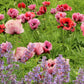 1000 MIXED Colors ORIENTAL POPPY Papaver Orientale Flower Seeds