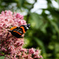 50 Pink JOE PYE WEED Eupatorium Maculatum Flower Seeds