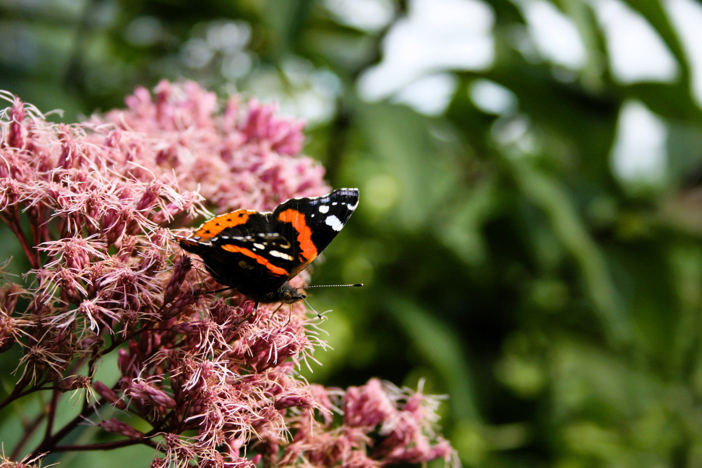 50 Pink JOE PYE WEED Eupatorium Maculatum Flower Seeds