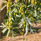 10 CANINO OLIVE TREE Olea Europaea Canino Edible European Common Green Black Fruit Seed