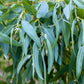 25 TASMANIAN Blue Gum TREE / EUCALYPTUS Globulus Flower Seeds