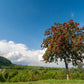 20 ASH TREE Mountain / Amur / Rowan - Sorbus Aucuparia Seeds