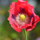 100 HENS and CHICKS Poppy Hens & Chickens Breadseed Lettuce Leaf Papaver Somniferum Flower Seeds