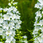 500 White PEACH LEAVED BELLFLOWER Campanula Persicifolia Flower Seeds