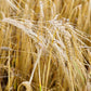 100 Common BARLEY Hordeum Vulgare Grain Grass Cover Crop Beer Seeds