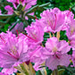 50 MIXED HYBRIDS RHODODENDRON spp. Mixed Colors - Red, Pink, Purple, White, Yellow, Orange Flower Sun or Shade Bush Shrub Seeds