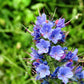 100 Blue VIPERS BUGLOSS Echium Vulgare Blue Flower Seeds