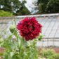 100 Red OASE PEONY POPPY Papaver Peoniflorum Double Flower Seeds
