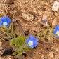 25 BLUE CHILEAN BELLFLOWER Nolana Paradoxa Succulent Ground Cover Flower Seeds