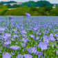 100 BLUE FLAX (Prairie Flax / Lewis Blue Flax) Linum Perenne Lewisii Flower Seeds