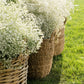 1000 White BABY'S BREATH 'Covent Garden' Gypsophila Elegans Flower Seeds