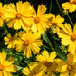 1000 YELLOW SAND COREOPSIS Lanceolata Lanceleaf Tickseed Flower Seeds