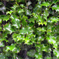 40 AMERICAN HOLLY Ilex Opaca Tree Shrub Evergreen Red Berry Seeds - aka White Holly, Prickly Holly, Christmas Holly, Yule Holly