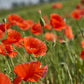 250 Red LONG POD POPPY Papaver Dubium Long Headed Blindeyes Flower Seeds
