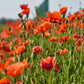 250 Red LONG POD POPPY Papaver Dubium Long Headed Blindeyes Flower Seeds