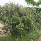 10 PINEAPPLE GUAVA Fruit Acca Guavasteen Brazilian or Fig Guava Feijoa Sellowiana Pink Red Flower Tree Shrub Seeds