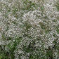 1000 White BABY'S BREATH 'Covent Garden' Gypsophila Elegans Flower Seeds