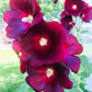 25 MAROON RED HOLLYHOCK Alcea Rosea Flower Seeds Perennial