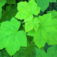 50 THIMBLEBERRY Rubus Parviflorus Edible Red Berry Fruit Native White Flower Sun or Shade Shrub Seeds