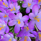 10 AUTUMN CROCUS Colchicum Autumnale Meadow Saffron Flower Seeds