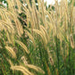 150 SWEET VERNAL GRASS Sweet Grass Vanilla Grass Anthoxanthum Odoratum Fragrant Vernalgrass Ornamental Craft Seeds