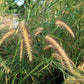 150 SWEET VERNAL GRASS Sweet Grass Vanilla Grass Anthoxanthum Odoratum Fragrant Vernalgrass Ornamental Craft Seeds