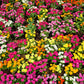 250 Mixed Colors ZINNIA ELEGANS Flower Seeds