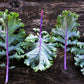 500 RED RUSSIAN KALE Brassica Oleracea Vegetable Seeds