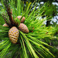 10 RED Japanese PINE TREE Korean Pinus Densiflora Evergreen Seeds
