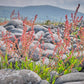 100 SHEEP SORREL Rumex Acetosella Red Field Sorrel Sour Weed Herb Flower Seeds