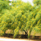25 JERUSALEM THORN TREE Mexican Palo Verde Parkinsonia Aculeata Yellow & Red Flower Large Shrub Small Tree Legume Seeds