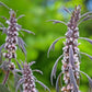 50 MOTHERWORT (Lions Tail / Heartwort) Leonurus Cardiaca Herb Flower Seeds