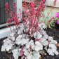 1200 Mixed Colors CORAL BELLS HEUCHERA Shade Flower Seeds