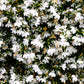 200 WHITE LOBELIA REGATTA Erinus Flower Seeds